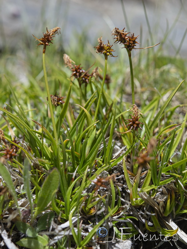 Carex nevadensis.14