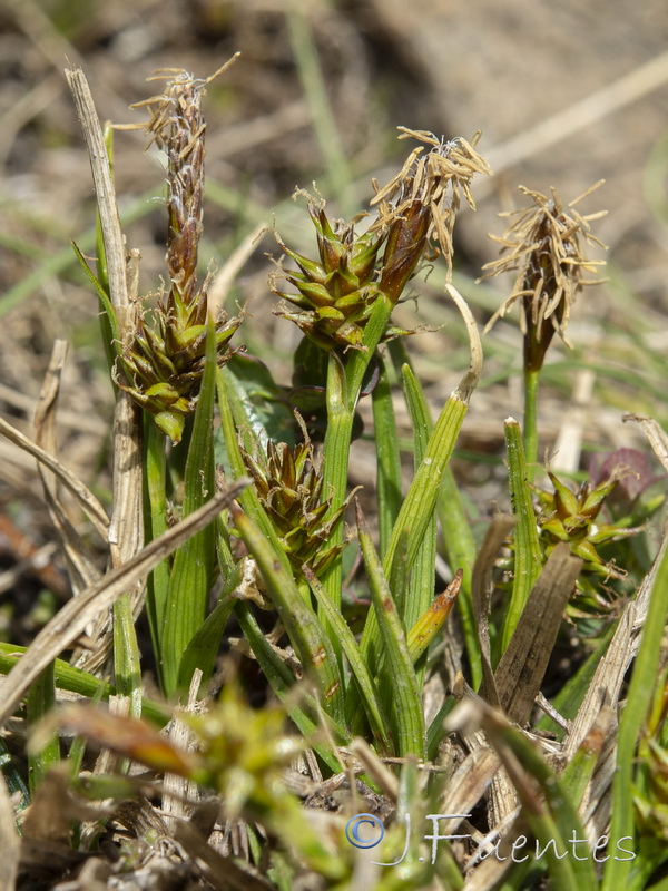 Carex nevadensis.15