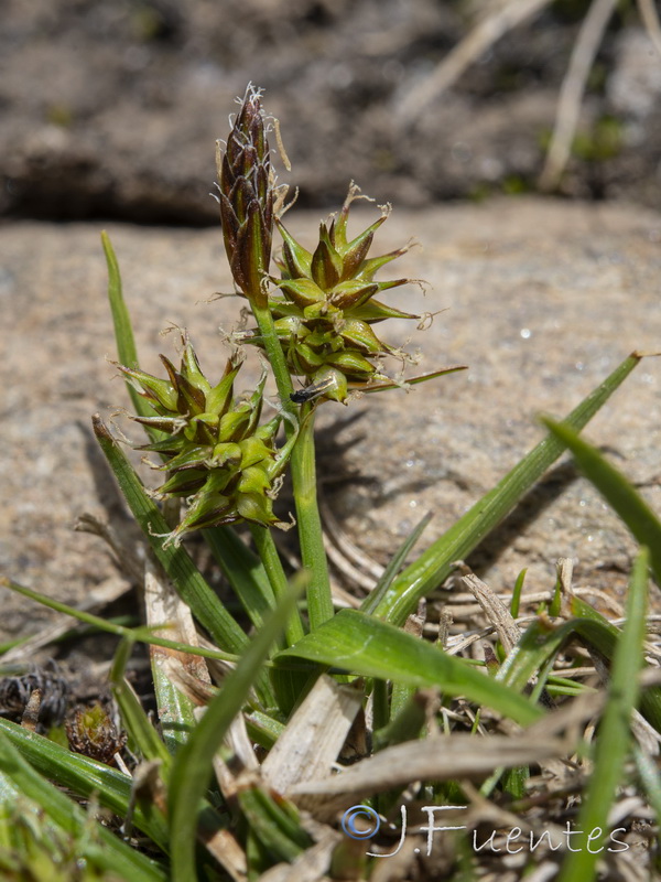 Carex nevadensis.16