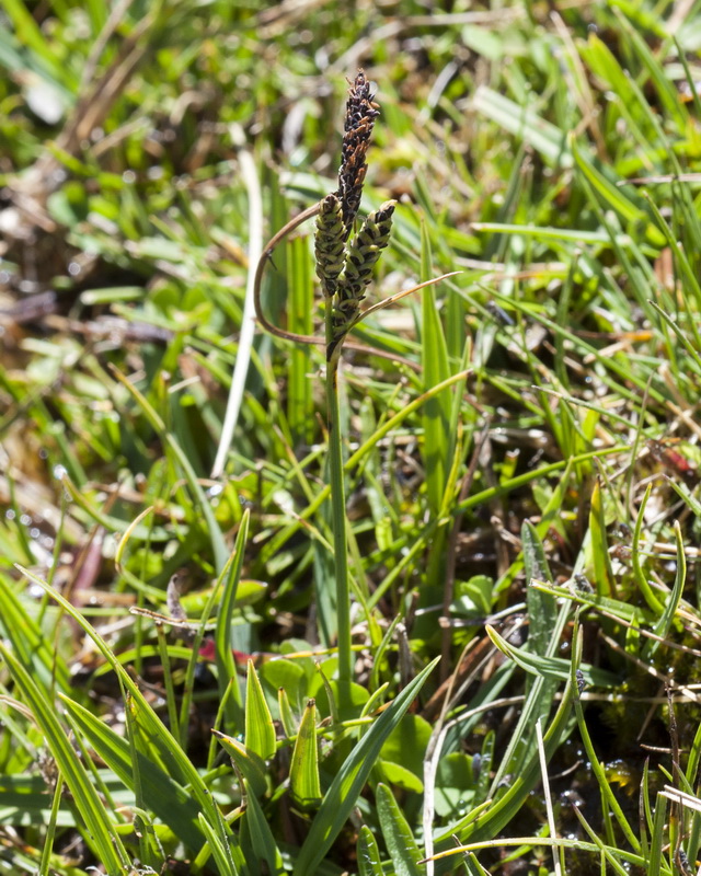 Carex nigra.02