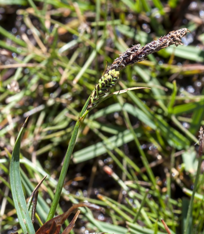 Carex nigra.03