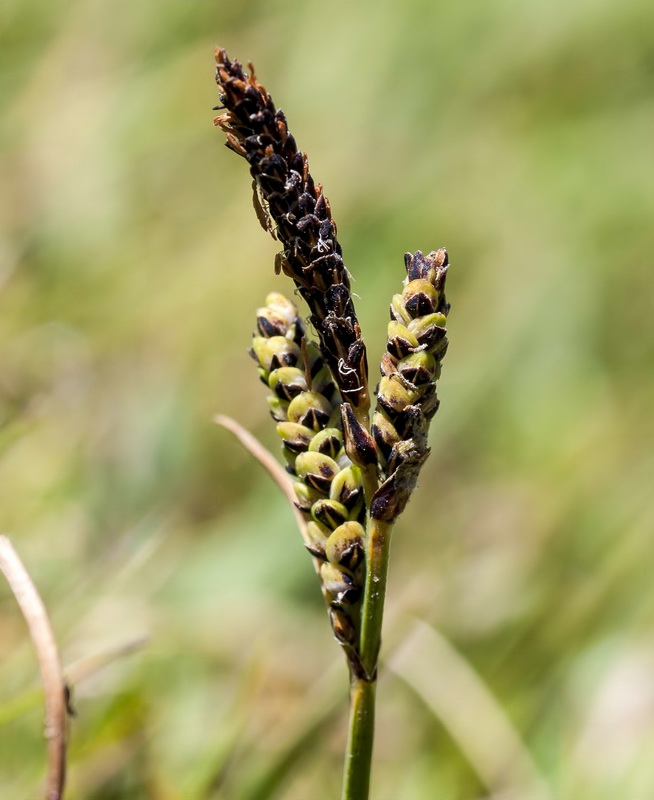 Carex nigra.06