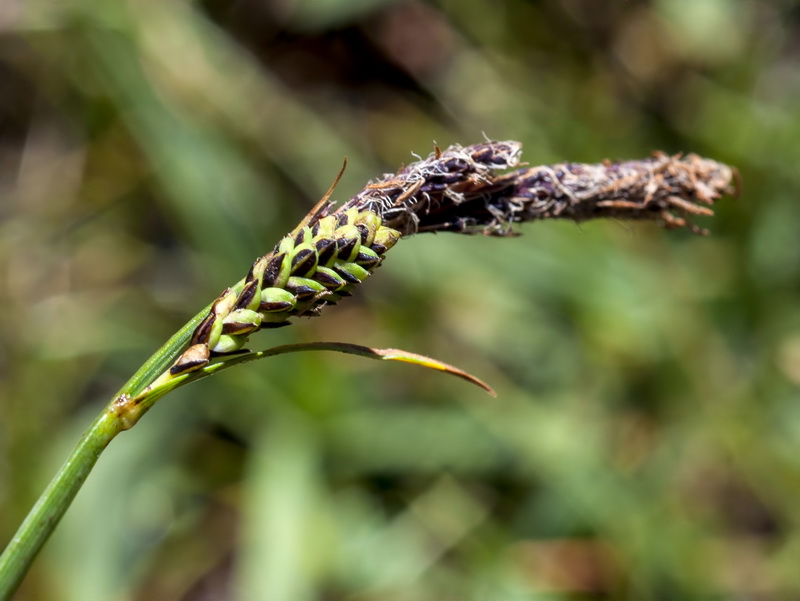 Carex nigra.09