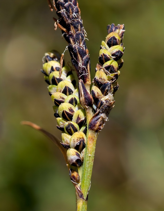 Carex nigra.11