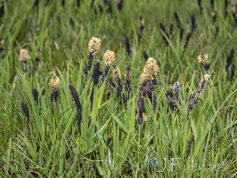 Carex nigra.13