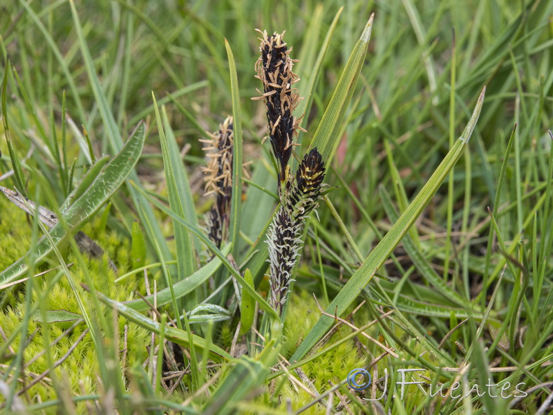 Carex nigra.14