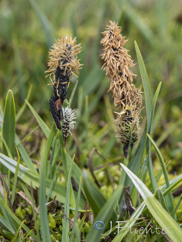 Carex nigra.15