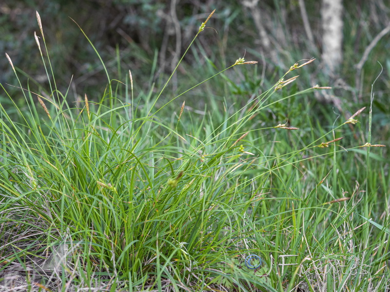 Carex oedipostyla.01