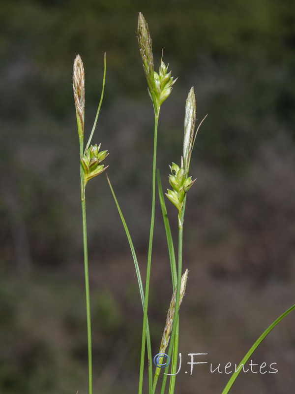 Carex oedipostyla.02