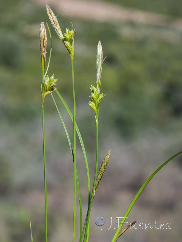 Carex oedipostyla.03