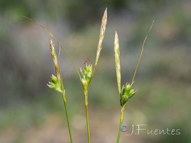 Carex oedipostyla.04