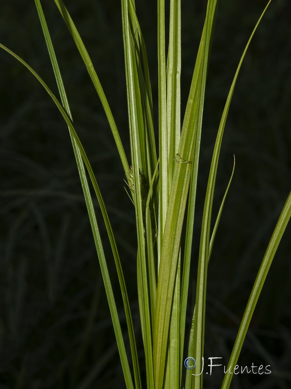Carex otrubae.02
