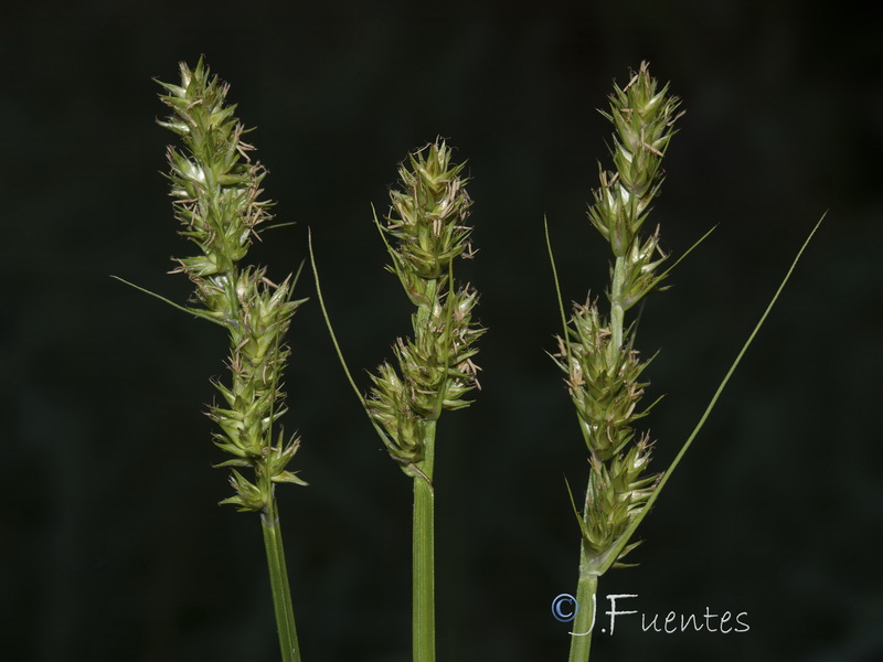 Carex otrubae.03