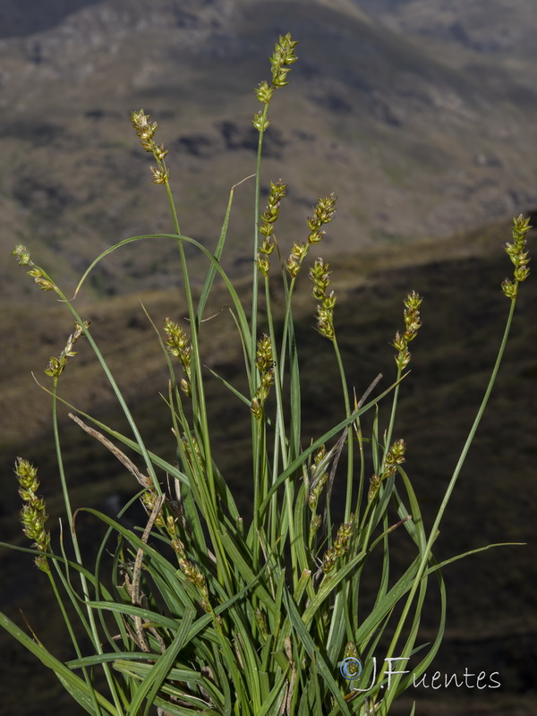 Carex pairae.01