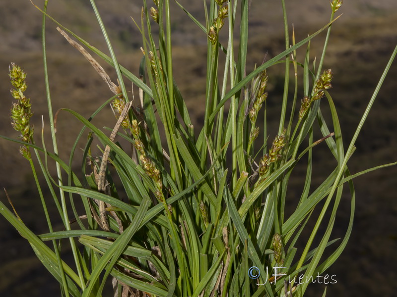 Carex pairae.02