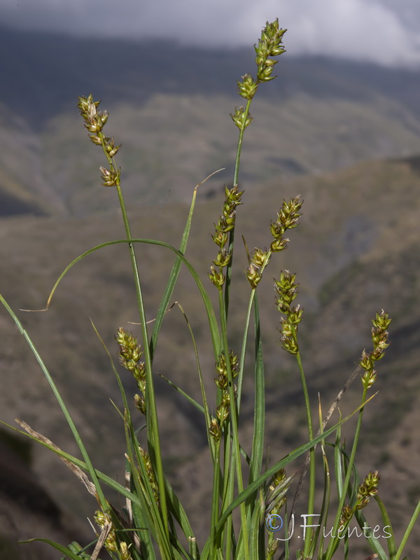 Carex pairae.03