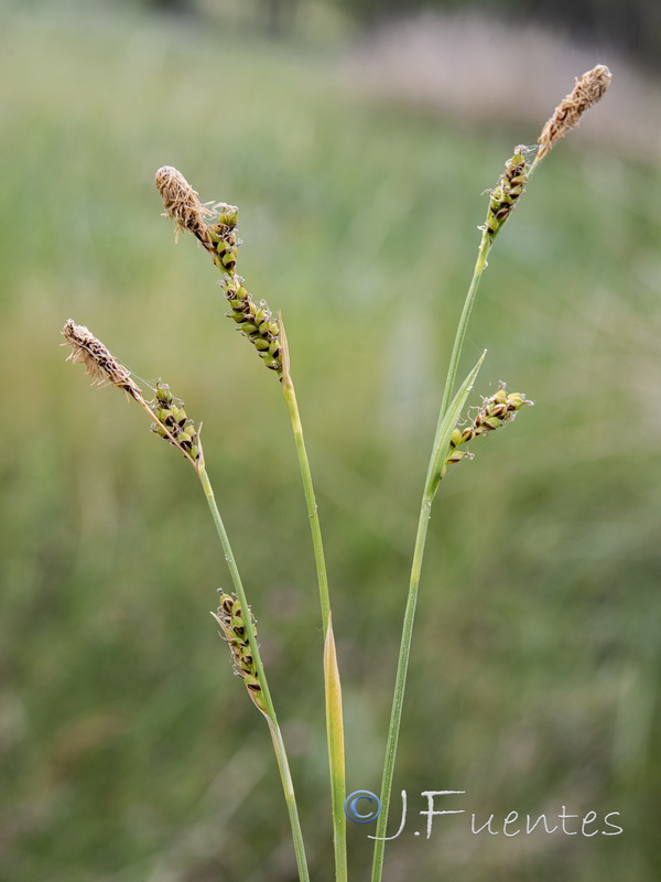 Carex panicea.01