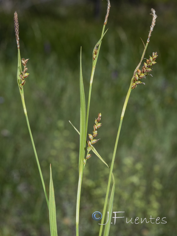 Carex panicea.02