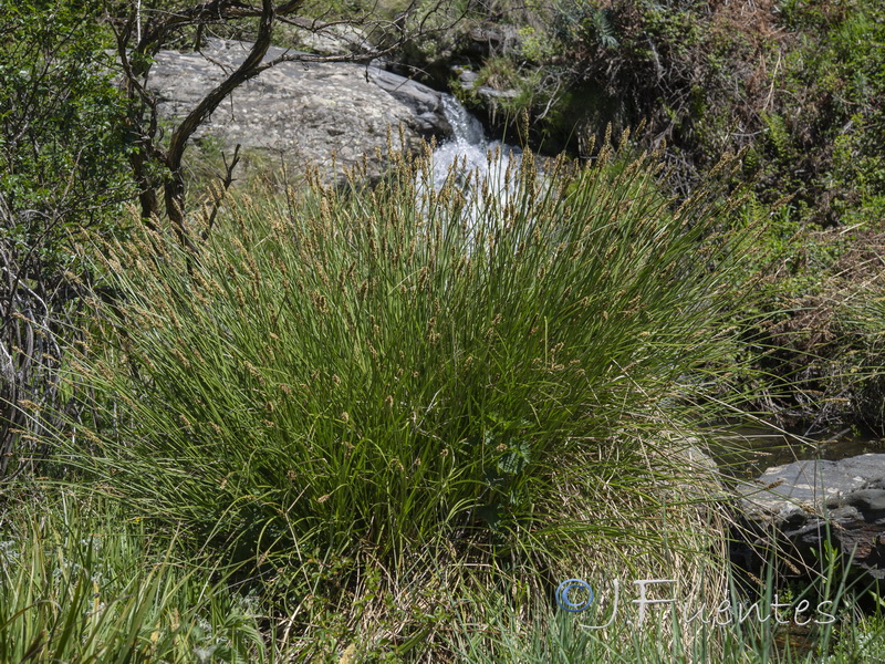 Carex paniculata paniculata.01
