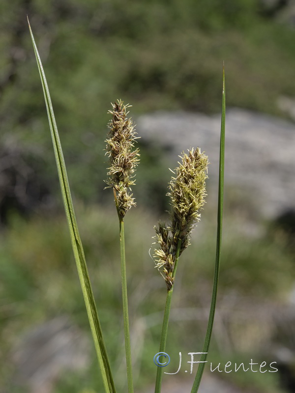Carex paniculata paniculata.02