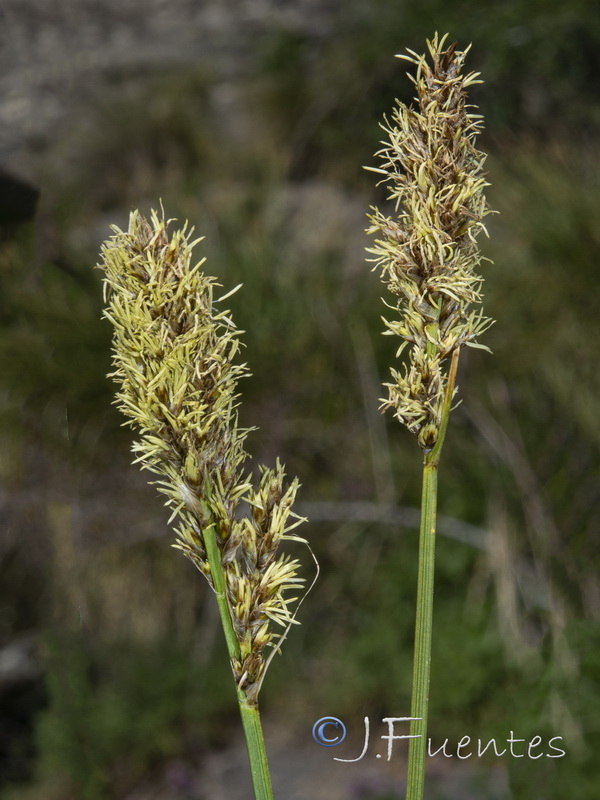 Carex paniculata paniculata.03