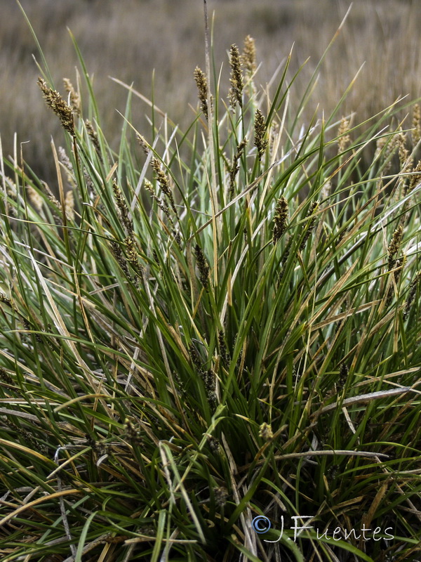 Carex paniculata paniculata.05