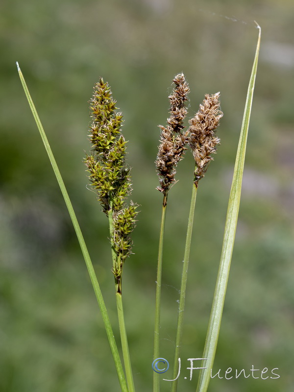 Carex paniculata paniculata.07