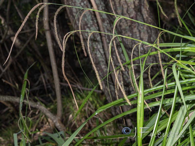 Carex pendula.01