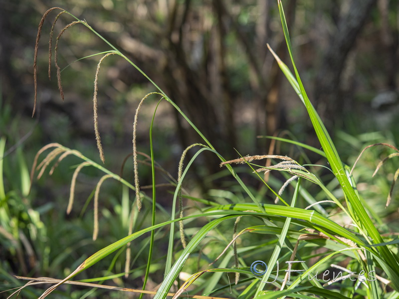 Carex pendula.02
