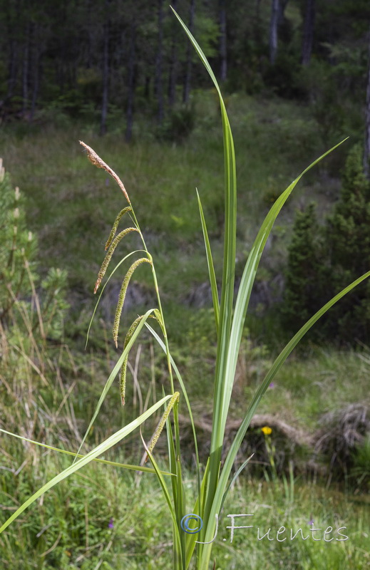 Carex pendula.04