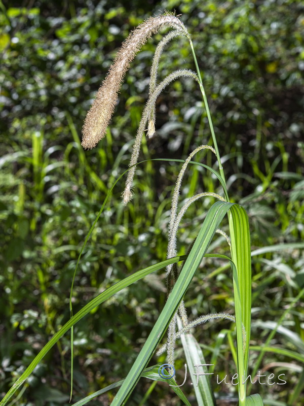 Carex pendula.08
