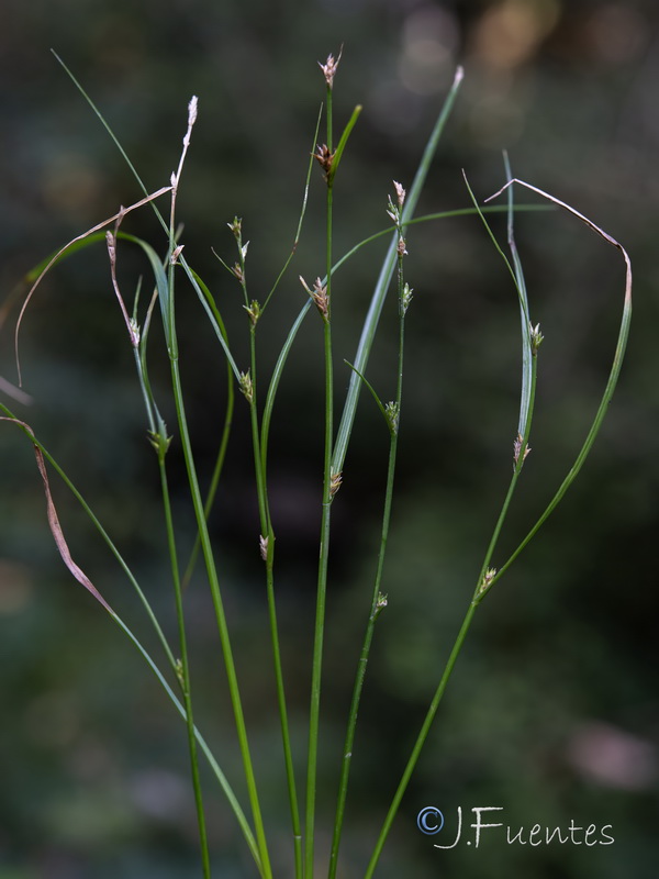 Carex remota.01