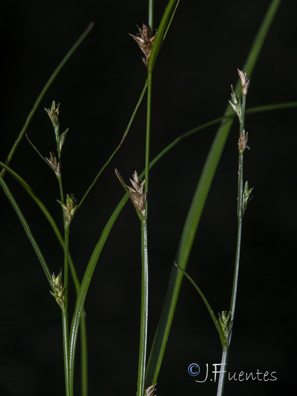 Carex remota.03