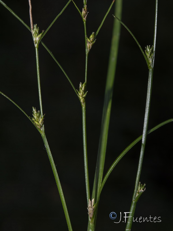 Carex remota.04