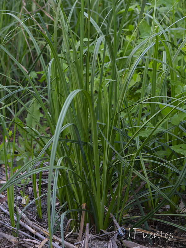 Carex riparia.02