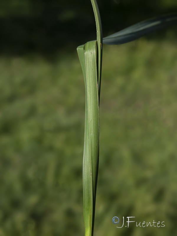 Carex riparia.04