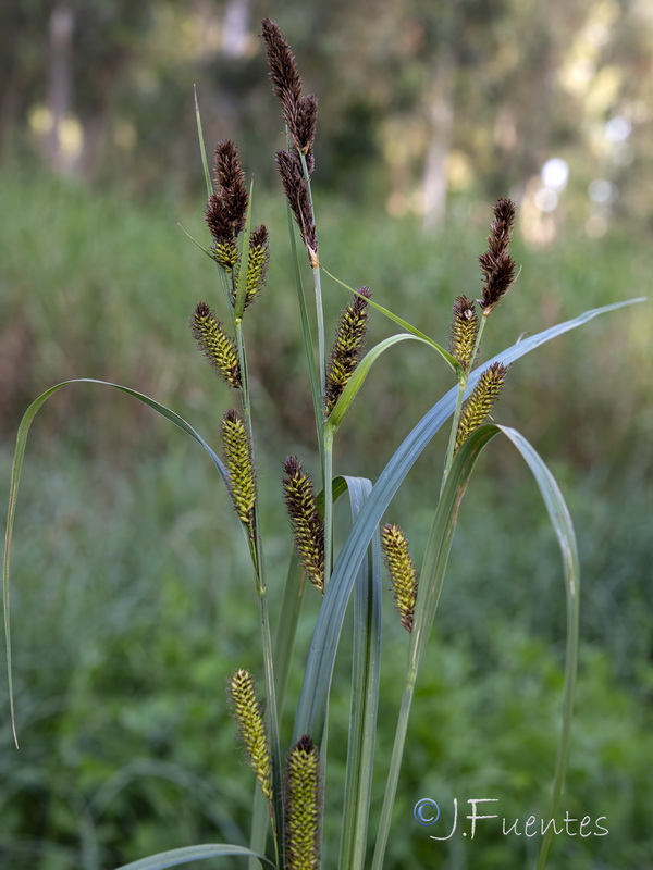 Carex riparia.05