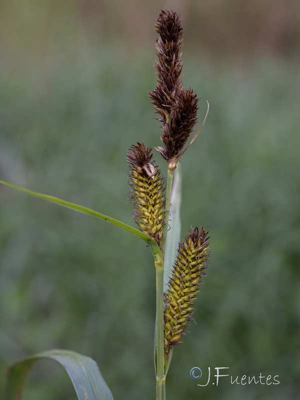 Carex riparia.06