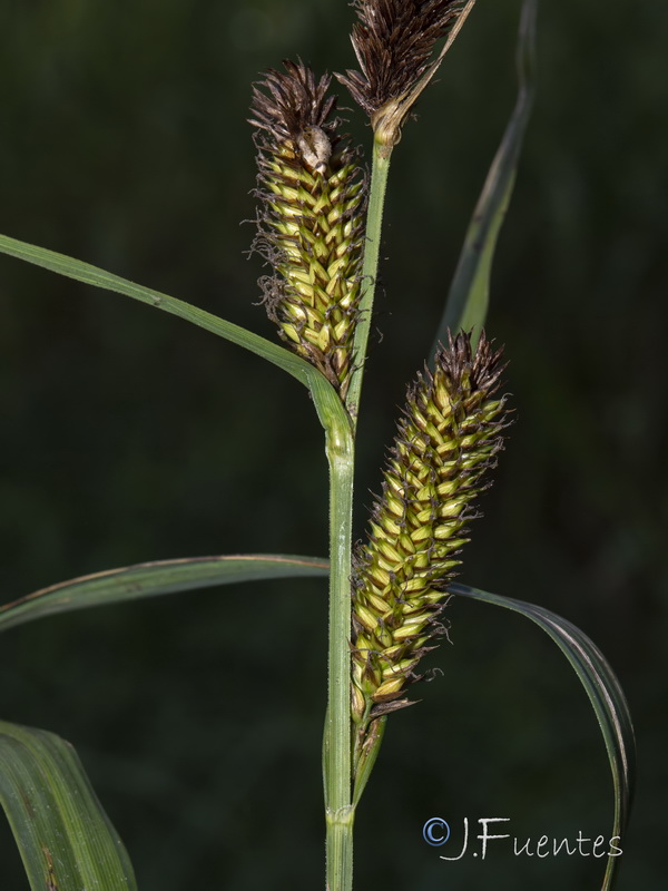 Carex riparia.07