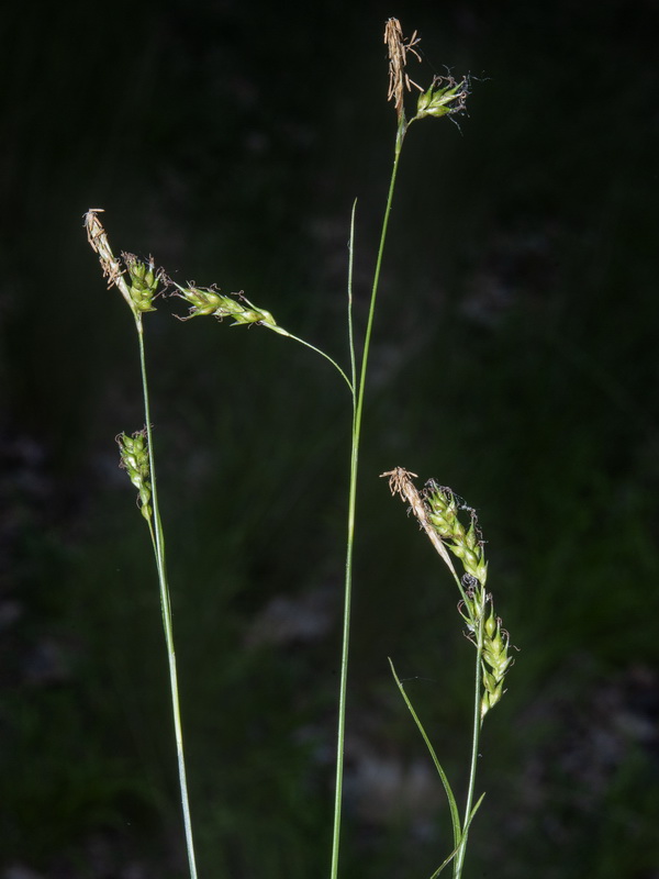 Carex sylvatica sylvatica.01