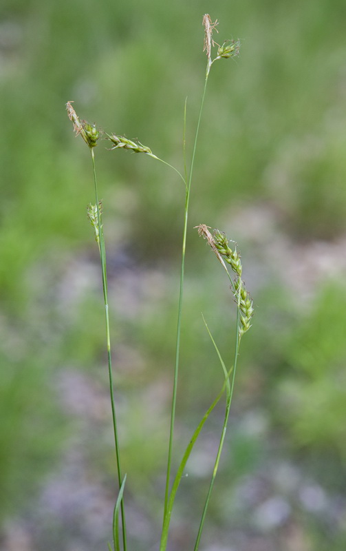 Carex sylvatica sylvatica.02