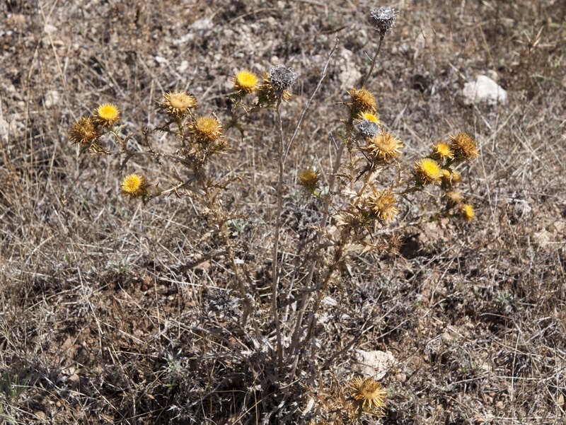 Carlina corymbosa hispanica.01