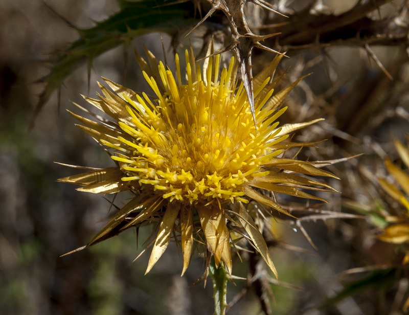Carlina corymbosa hispanica.03