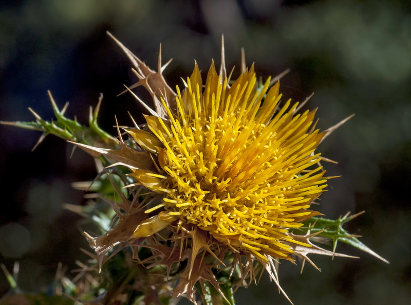 Carlina corymbosa hispanica.04