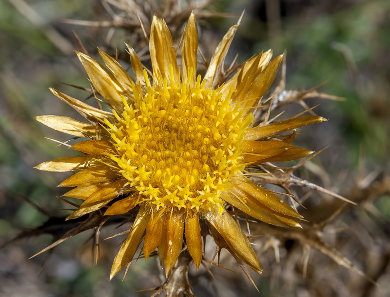 Carlina corymbosa hispanica.05