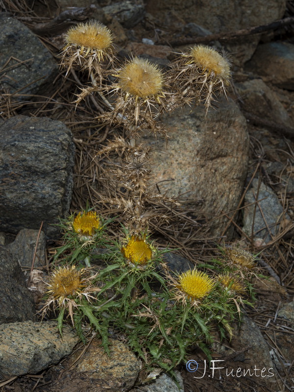 Carlina corymbosa hispanica.06
