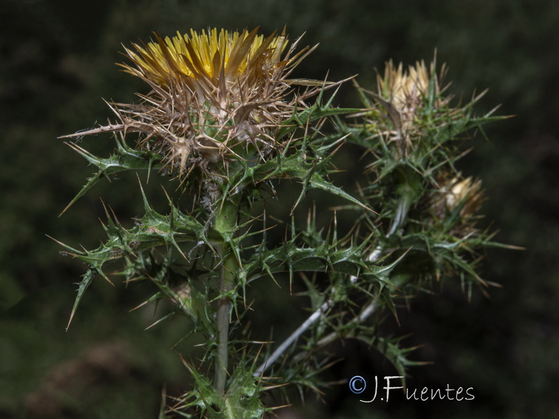 Carlina corymbosa hispanica.11