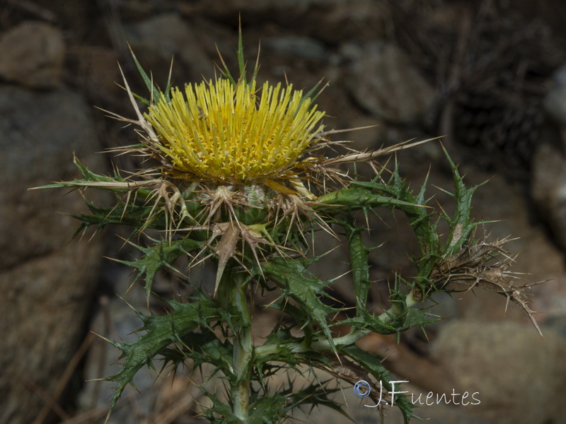 Carlina corymbosa hispanica.02