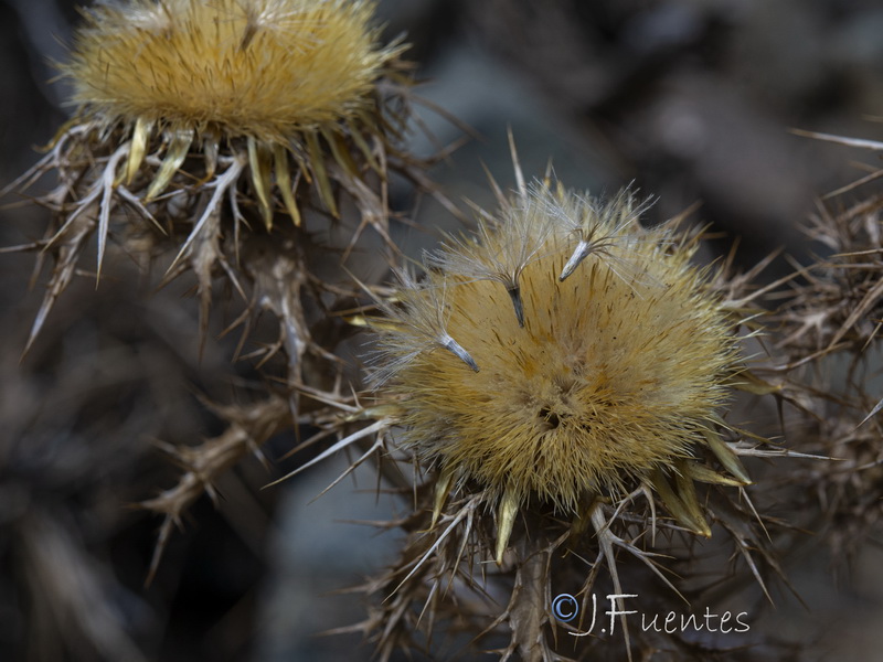 Carlina corymbosa hispanica.18