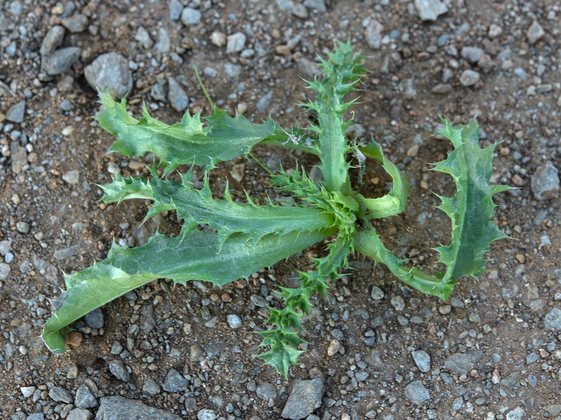 Carlina corymbosa hispanica.19